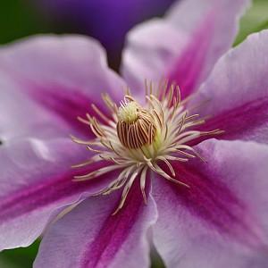 Clematis 'Bees' Jubilee', Large-Flowered Clematis 'Bees' Jubilee', group 2 clematis, Pink clematis, Clematis Vine, Clematis Plant, Flower Vines, Clematis Flower, Clematis Pruning